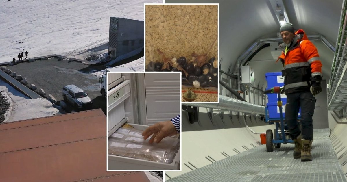 Lietuvos sėklos keliauja į Arkties gelmes: kas bus išsaugota ateities kartoms